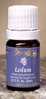 Ledum (seasonal)