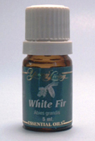 White fir (abies grandis)